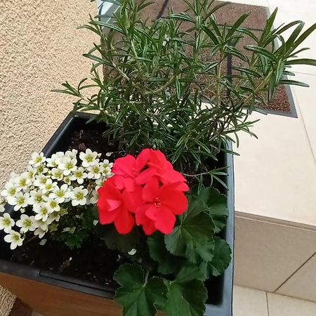 Apartman Sandra -Private Parking And Garden Zadar Exterior foto